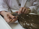 Dove matches a feather from one of the museum's limpkin specimens to a partially digested feather sample taken from a Burmese python. Dove matches a feather from one of the museum's limpkin specimens to a partially digested feather sample taken from a Burmese python.