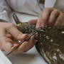 Dove matches a feather from one of the museum's limpkin specimens to a partially digested feather sample taken from a Burmese python.