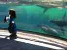 Just before the fall, and the sea lion's wonderful reaction.