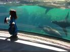 Just before the fall, and the sea lion's wonderful reaction. Just before the fall, and the sea lion's wonderful reaction.