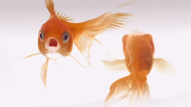 A still from "This Is Water."