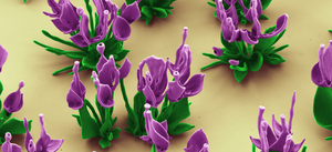 Nanoflowers, each smaller than the thickness of a dollar bill, sprout up spontaneously on a surface dipped in salts and silicon.