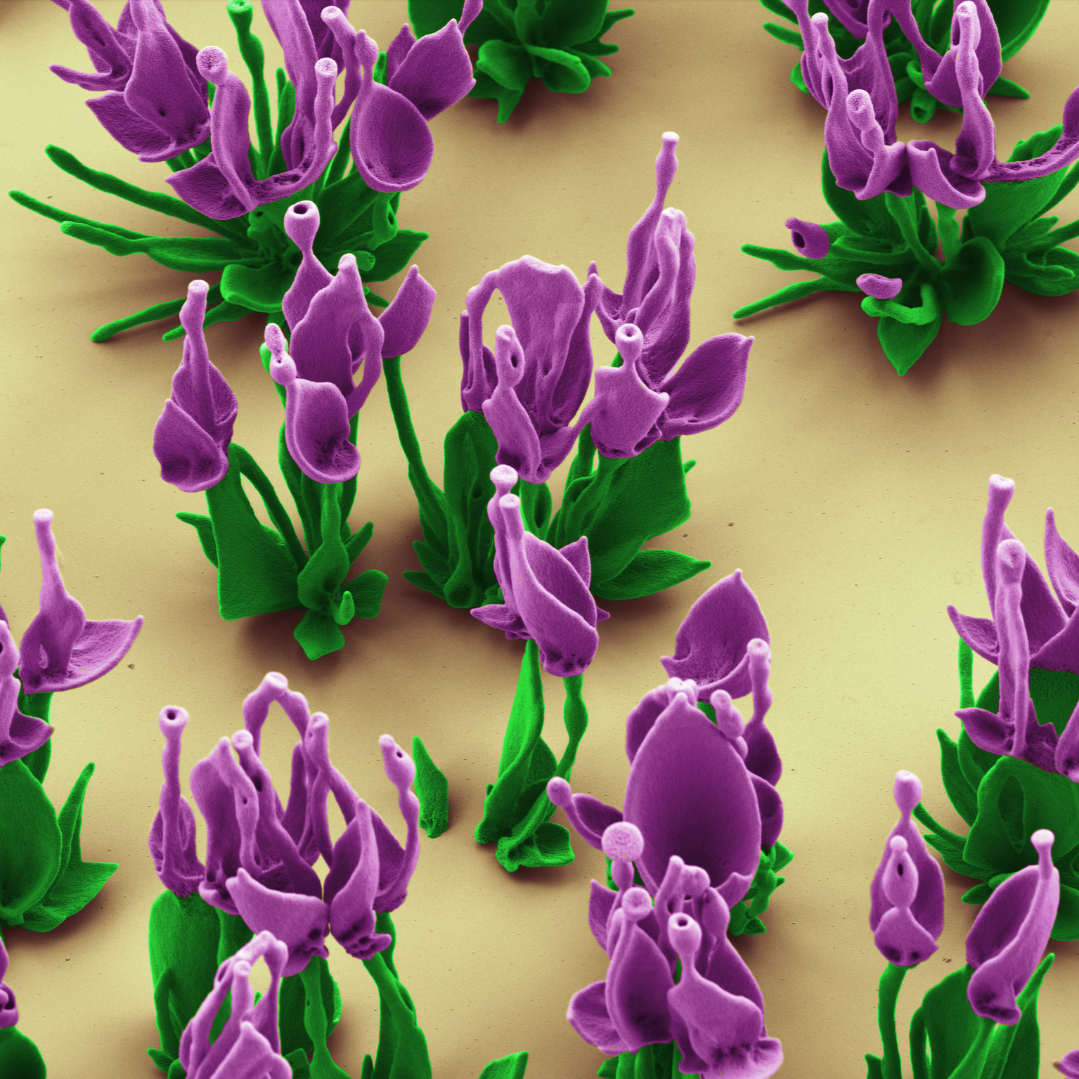 Nanoflowers, each smaller than the thickness of a dollar bill, sprout up spontaneously on a surface dipped in salts and silicon.
