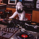 Check it out. It's a dog DJ! Check it out. It's a dog DJ!