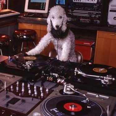 Check it out. It's a dog DJ!