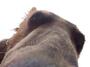 That's a grizzly bear about to try to swallow a camera.