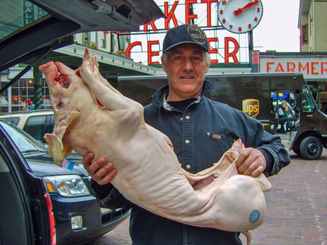 Despite its name, the "pot pig" experiment isn't trying to develop a new meaty treat for stoners. Despite its name, the "pot pig" experiment isn't trying to develop a new meaty treat for stoners.