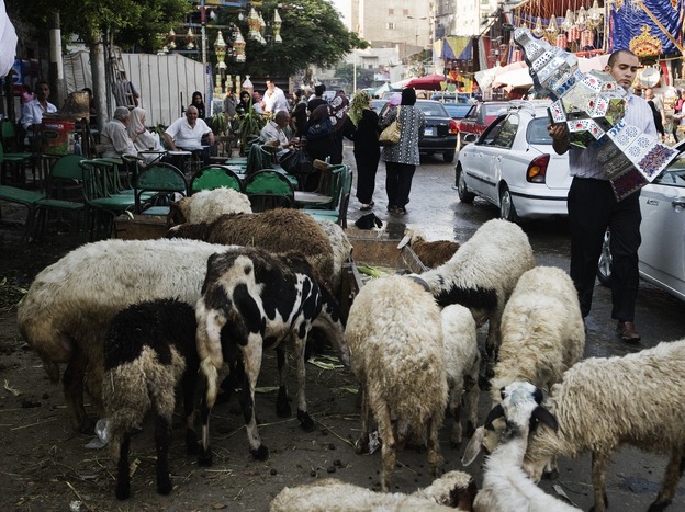Sheep graze in the street last year in Cairo.