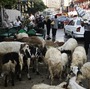 Sheep graze in the street last year in Cairo.
