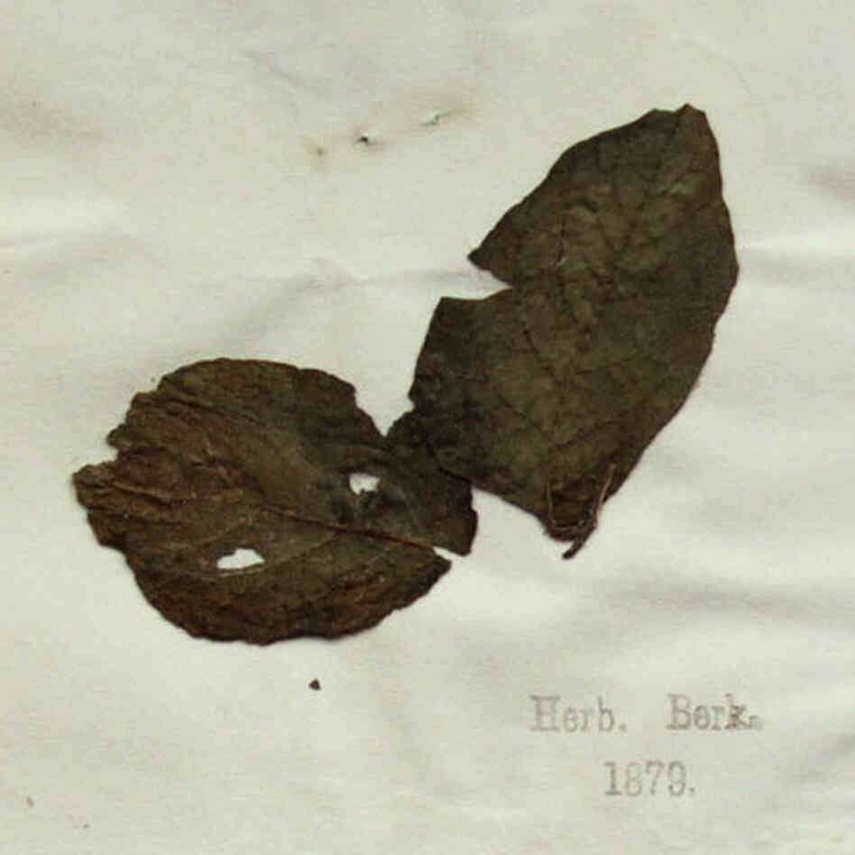 Plant pathologists sequenced the genome of 19th century potato specimens like this one from London's Kew Gardens herbarium, collected during the height of the Irish famine in 1847. Plant pathologists sequenced the genome of 19th century potato specimens like this one from London's Kew Gardens herbarium, collected during the height of the Irish famine in 1847.