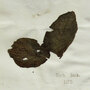 Plant pathologists sequenced the genome of 19th century potato specimens like this one from London's Kew Gardens herbarium, collected during the height of the Irish famine in 1847.