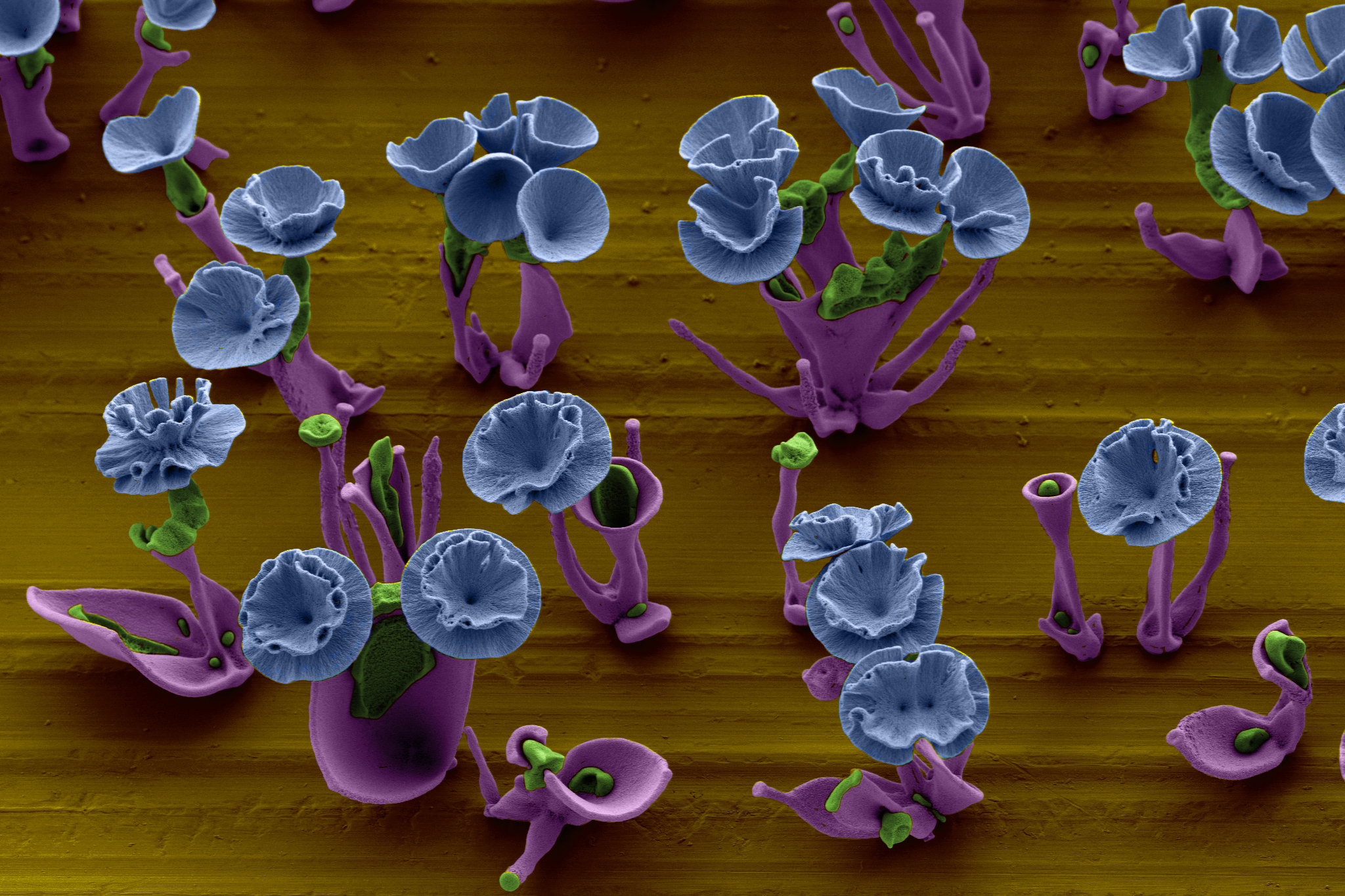 A field of nanoviolets spontaneously sprouts up on a glass plate dipped into a solution of minerals and silicon.