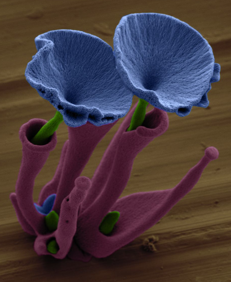 The flowers grow in a step-wise process. First, Noorduin seeds crystals at the glass plate's surface to create the pink vase. The green stems nucleate inside the vases. And then a burst of carbon dioxides triggers the violets to blossom.