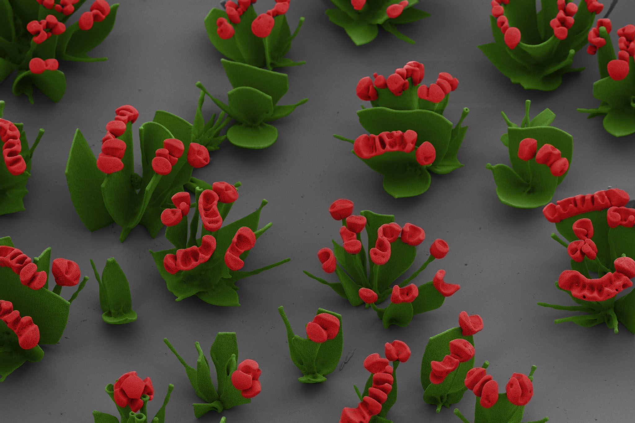The images are falsely colored (because the electron microscope only photographs in black and white). But in this image, the colors represent the ones you'd actually see if the human eye could detect such small objects.