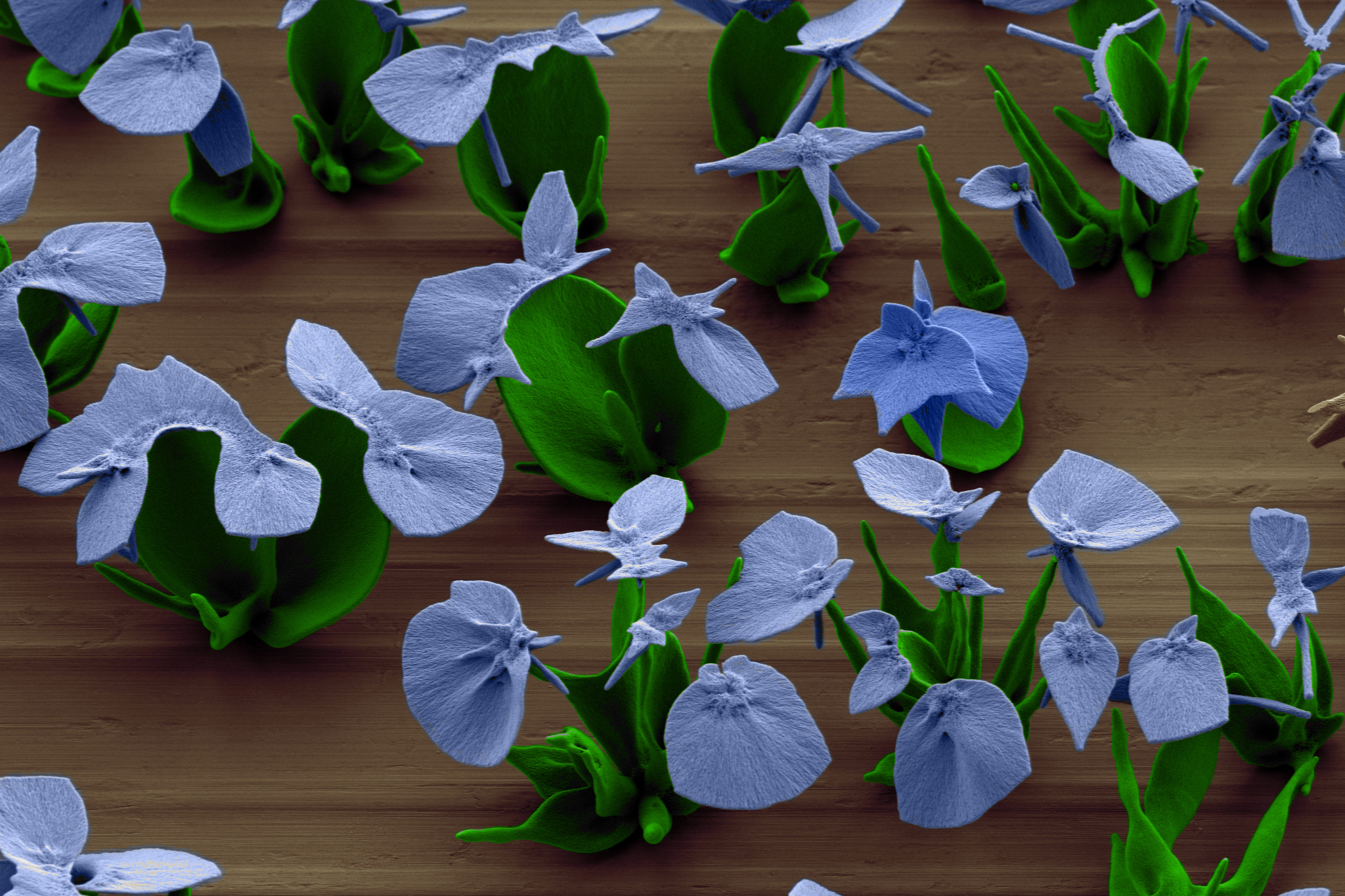 Noorduin creates ripples in the petals by sending pulses of carbon dioxide through the solution.
