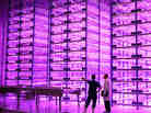 This "pinkhouse" at Caliber Biotherapeutics in Bryan, Texas, grows 2.2 million plants under the glow of blue and red LEDs.