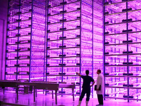 Horticulturists think vertical farming's future may lie in indoor warehouses lit up magenta by LEDs. Horticulturists think vertical farming's future may lie in indoor warehouses lit up magenta by LEDs.