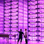 This "pinkhouse" at Caliber Biotherapeutics in Bryan, Texas, grows 2.2 million plants under the glow of blue and red LEDs.