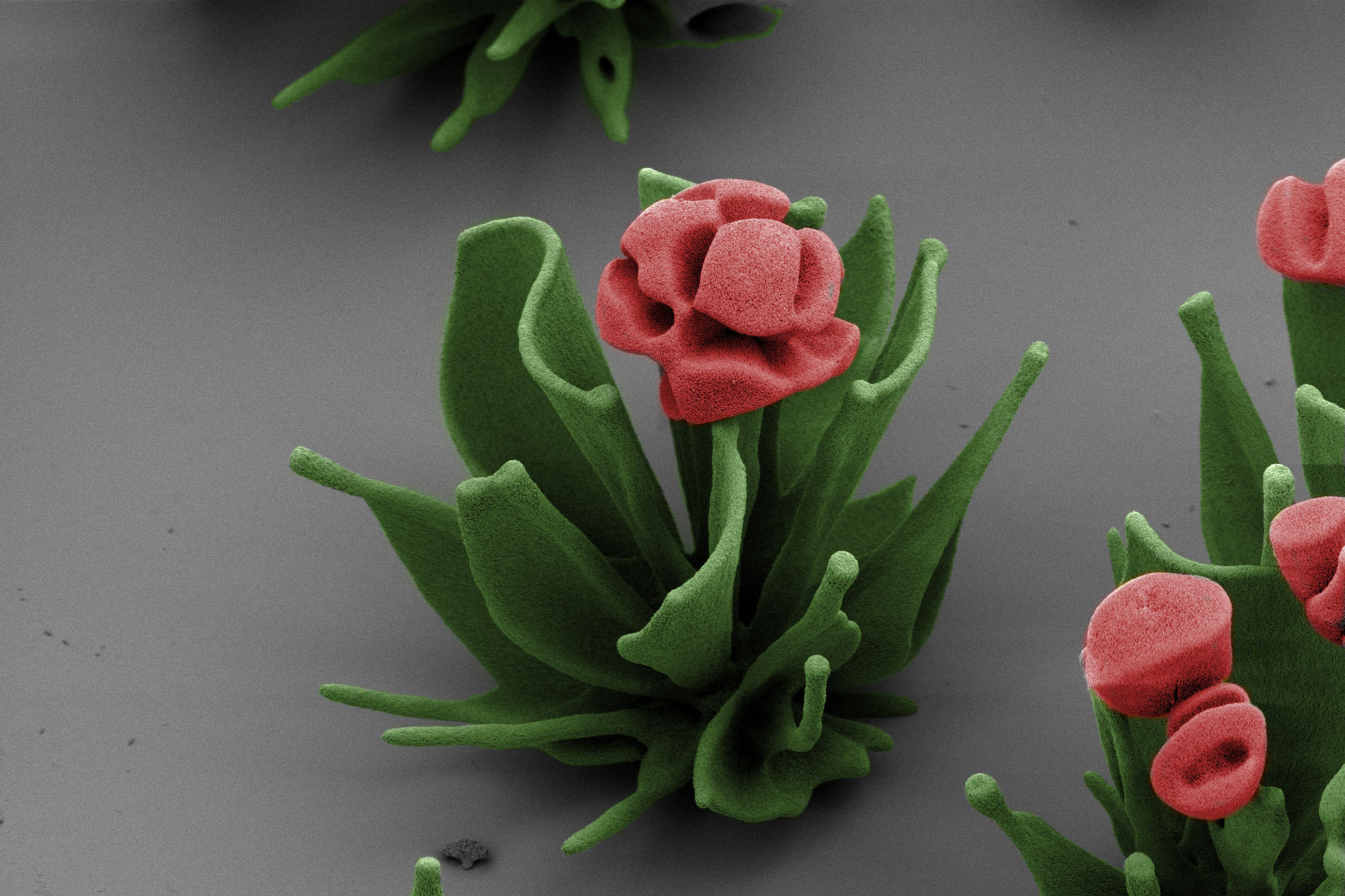 This flower would fit perfectly on Abraham Lincoln's jacket lapel on the backside of a penny.