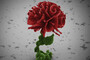 Each rose sculpture is about half the thickness of a dollar bill. The only way to see the sculptures is with a microscope.