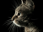 sad cat sad cat