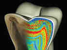 This model of a molar shows color-coded barium banding patterns that reveal weaning age.