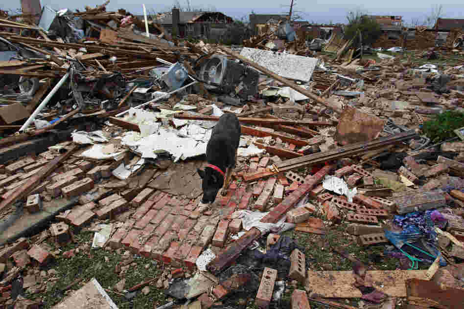 A dog scavenges for food in the wreckage left behind from the tornado.