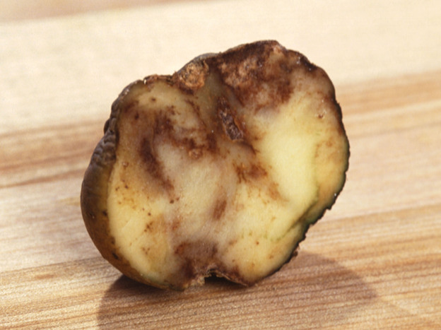 The funguslike organism Phytophthora infestans causes potato leaves to decay and tubers to rot.
