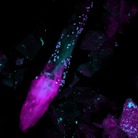 Fungi (cyan) surround a human hair within the skin. A study in the journal Nature shows the population of fungi on human skin is more diverse that previously thought.