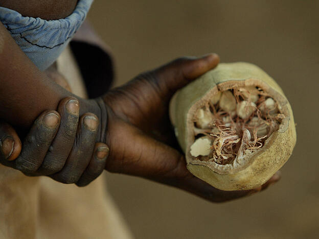 The baobob fruit is one of the 100 traditional African food crops that a group of scientists want to learn more about to improve nutrition.