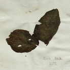 Plant pathologists sequenced the genome of 19th century potato specimens like this one from London's Kew Gardens herbarium, collected during the height of the Irish famine in 1847.
