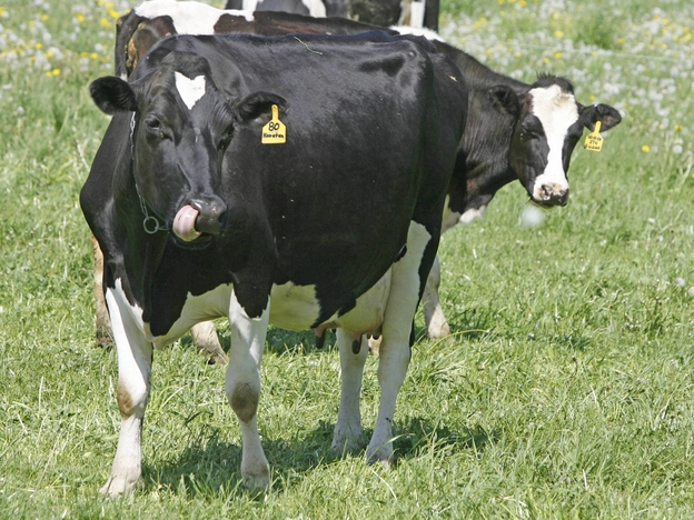 Supporters say Wisconsin farmer Vernon Hershberger's trial isn't just about raw milk: It's also, they say, about the right to get foods from farmers without government intervention.