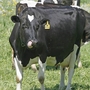 Supporters say Wisconsin farmer Vernon Hershberger's trial isn't just about raw milk: It's also, they say, about the right to get foods from farmers without government intervention.