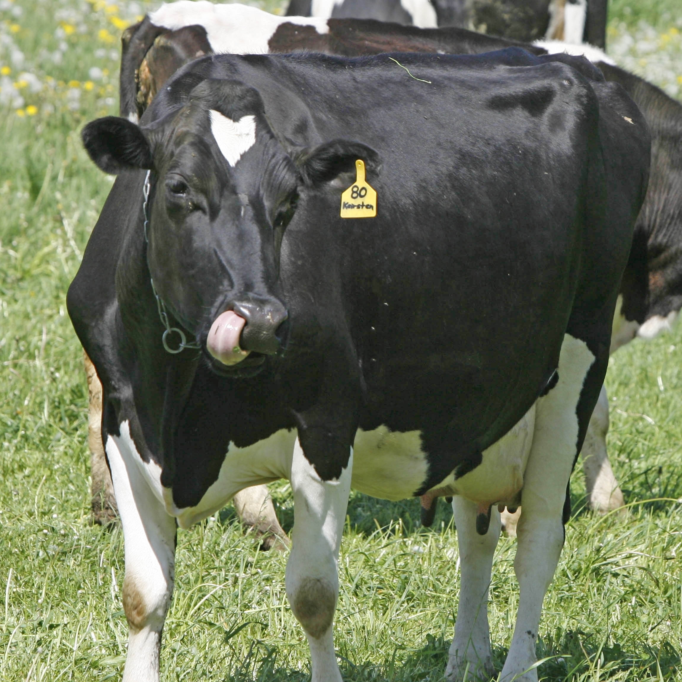 For activists, a Wisconsin farmer's trial has become a rallying cry for personal food freedom.