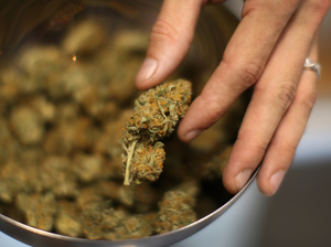 An employee handles marijuana at Perennial Holistic Wellness Center, a medical marijuana dispensary, in Los Angeles. An employee handles marijuana at Perennial Holistic Wellness Center, a medical marijuana dispensary, in Los Angeles.