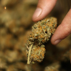 An employee handles marijuana at Perennial Holistic Wellness Center, a medical marijuana dispensary, in September 2012 in Los Angeles. An employee handles marijuana at Perennial Holistic Wellness Center, a medical marijuana dispensary, in September 2012 in Los Angeles.