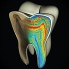 This model of a molar shows color-coded barium banding patterns that reveal weaning age.