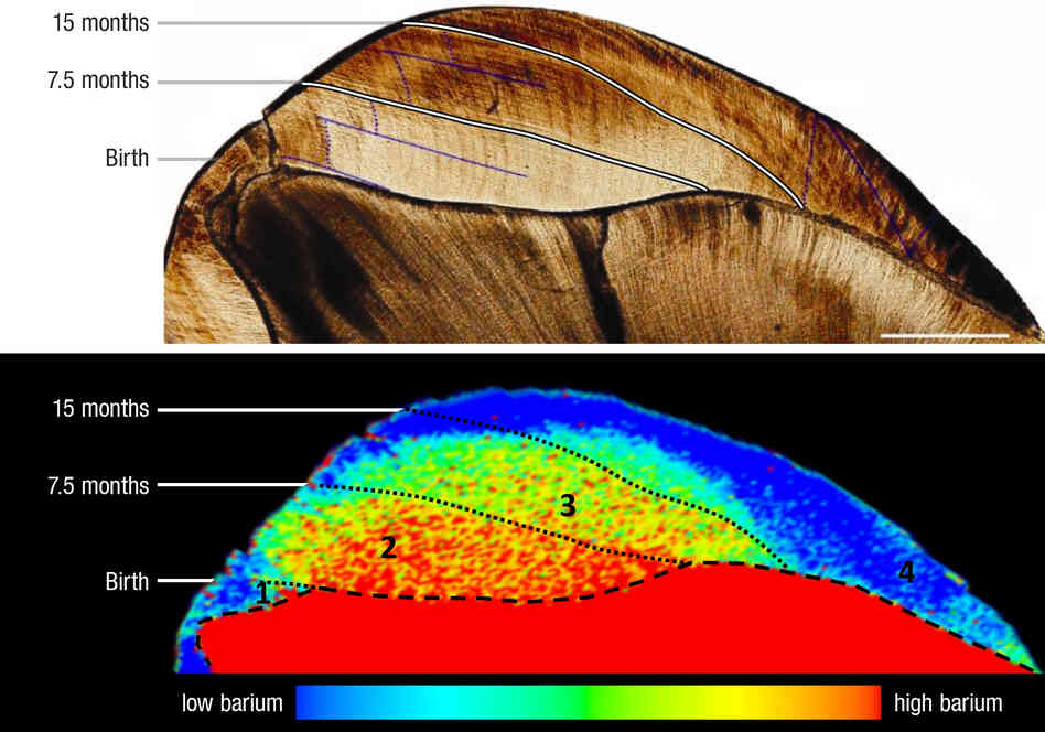 Top: Lines on a 100,000-year-old Neanderthal tooth mark the passage of time. Bottom: The distribution of barium shows dietary transition: low barium before birth (1), high barium during breast-feeding (2) and falling barium as the Neanderthal transitions to a mixed diet (3). Top: Lines on a 100,000-year-old Neanderthal tooth mark the passage of time. Bottom: The distribution of barium shows dietary transition: low barium before birth (1), high barium during breast-feeding (2) and falling barium as the Neanderthal transitions to a mixed diet (3).