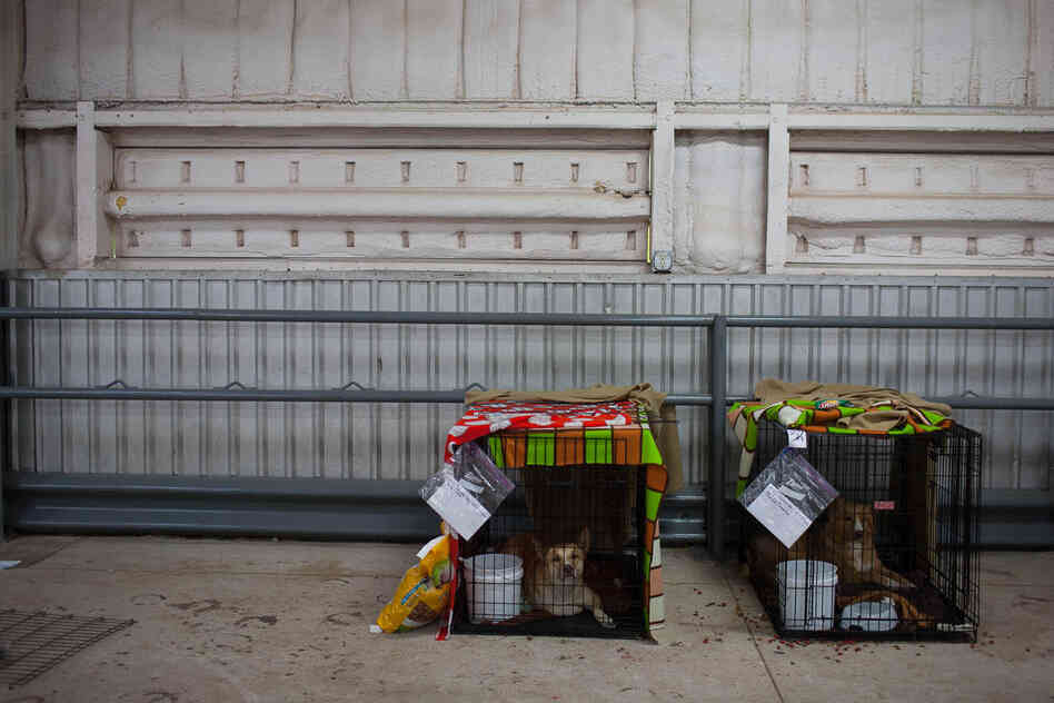 About 10 animals at the Cleveland County Fairgrounds shelter have been reunited with their owners.