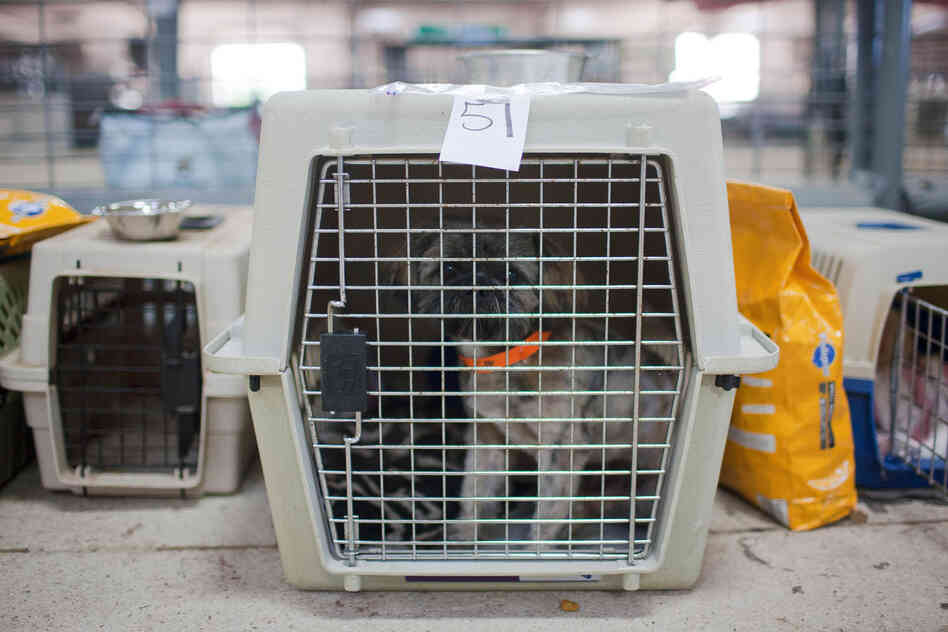One shelter volunteer says the tornado serves as "a great reminder for people to microchip their pets."