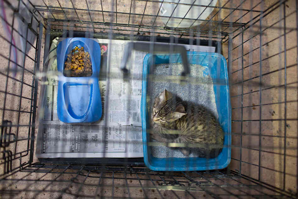 More than 60 cats and dogs have been brought to the shelter. They are put in crates and assigned generic identifiers.