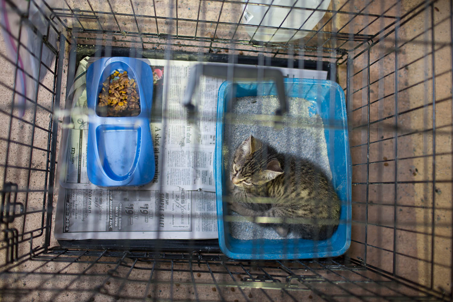 More than 60 cats and dogs have been brought to the shelter. They are put in crates and assigned generic identifiers.