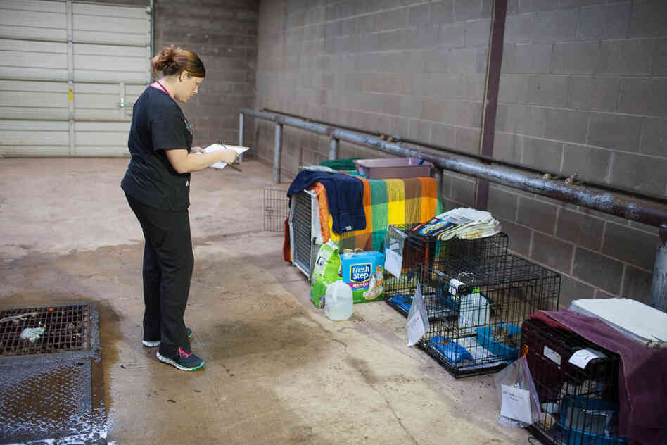 Jessica Manzer, a veterinary technician, checks on the cats at a temporary animal shelter set up at the Cleveland County Fairgrounds in Norman, Okla.