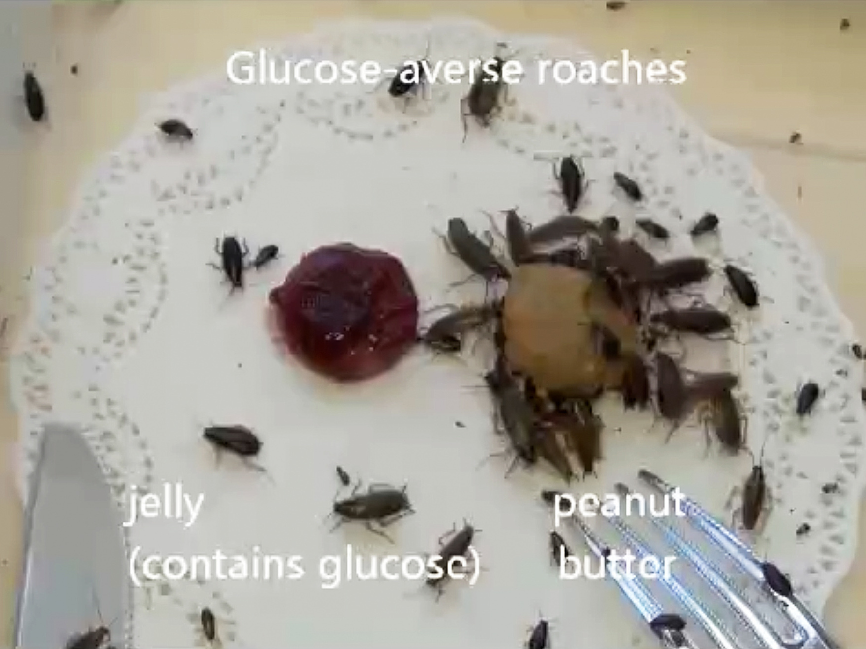 A still from video provided by researchers that shows glucose-averse German cockroaches avoiding a dab of jelly, which contains glucose, and favoring the peanut butter.