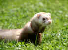 Of ferrets, men and bird flu.