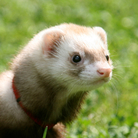Of ferrets, men and bird flu. Of ferrets, men and bird flu.