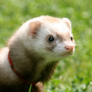 Of ferrets, men and bird flu.