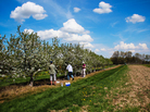 At Michigan State University's Clarksville Research Station, researchers apply pollen by hand to tart cherry blossoms, in order to breed new varieties. At Michigan State University's Clarksville Research Station, researchers apply pollen by hand to tart cherry blossoms, in order to breed new varieties.