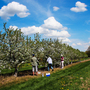 At Michigan State University's Clarksville Research Station, researchers apply pollen by hand to tart cherry blossoms, in order to breed new varieties.