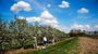 At Michigan State University's Clarksville Research Station, researchers apply pollen by hand to tart cherry blossoms, in order to breed new varieties.